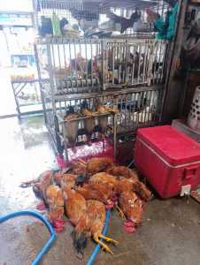 CẦN SANG NHƯỢNG TIỆM GÀ..........
