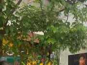 BỎ PHỐ VỀ QUÊ SANG LẠI QUÁN CÀ PHÊ